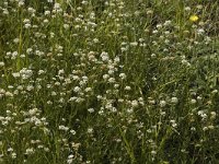 Dorycnium herbaceum 3, Saxifraga-Jan van der Straaten