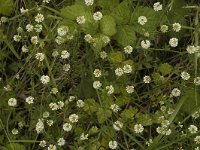 Dorycnium herbaceum 5, Saxifraga-Jan van der Straaten