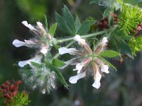 Dorycnium hirsutum 10, Saxifraga-Rutger Barendse