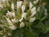 Dorycnium hirsutum 17, Saxifraga-Willem van Kruijsbergen