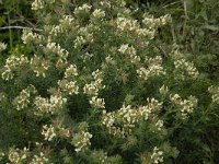 Dorycnium hirsutum 18, Saxifraga-Jan van der Straaten