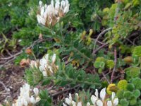 Dorycnium hirsutum 23, Saxifraga-Ed Stikvoort