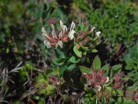 Dorycnium hirsutum 25, Saxifraga-Ed Stikvoort