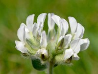 Dorycnium hirsutum 28, Saxifraga-Sonja Bouwman  Canary clover - Dorycnium hirsutum - Fabaceae familie