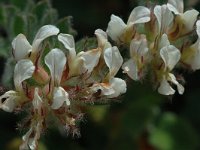 Dorycnium hirsutum 3, Saxifraga-Jan van der Straaten