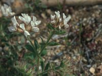 Dorycnium hirsutum 33, Saxifraga-Jan van der Straaten