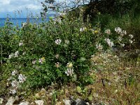 Dorycnium hirsutum 34, Saxifraga-Ed Stikvoort : W van Fiskardo s9900