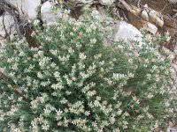 Dorycnium hirsutum 7, Saxifraga-Jasenka Topic