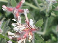 Dorycnium hirsutum 8, Saxifraga-Jasenka Topic