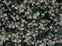 Dorycnium pentaphyllum 2, Saxifraga-Jan van der Straaten