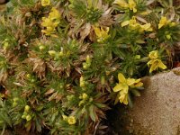 Draba aizoides 2, Saxifraga-Willem van Kruijsbergen