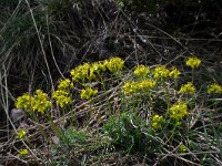 Draba aizoides 22, Saxifraga-Jeroen Willemsen