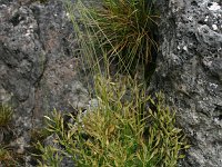 Draba aizoides 24, Saxifraga-Dirk Hilbers