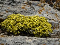 Draba aizoides 26, Saxifraga-Jan van der Straaten