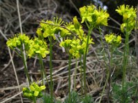 Draba aizoides 27, Saxifraga-Rutger Barendse