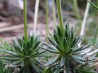 Draba aizoides 28, Saxifraga-Rutger Barendse