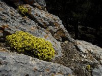 Draba aizoides 29, Saxifraga-Jan van der Straaten