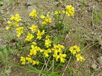 Draba aizoides 40, Saxifraga-Rutger Barendse