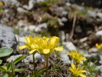 Draba aizoides 41, Saxifraga-Ed Stikvoort