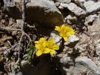 Draba aizoides 43, Saxifraga-Ed Stikvoort