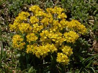 Draba aizoides 46, Saxifraga-Harry Jans