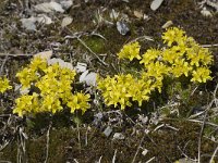 Draba aizoides ssp aizoides 11, Saxifraga-Willem van Kruijsbergen