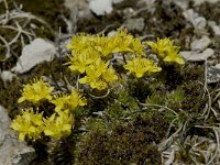 Draba aizoides ssp aizoides 14, Saxifraga-Willem van Kruijsbergen