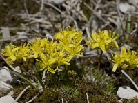 Draba aizoides ssp aizoides 15, Saxifraga-Willem van Kruijsbergen