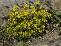 Draba aizoides ssp aizoides 17, Saxifraga-Willem van Kruijsbergen