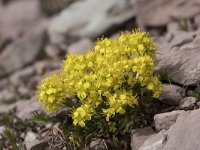 Draba aizoides ssp aizoides 32, Saxifraga-Willem van Kruijsbergen