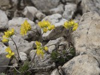 Draba aizoides ssp aizoides 33, Saxifraga-Willem van Kruijsbergen