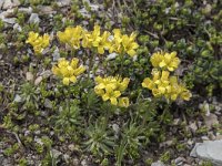 Draba aizoides ssp aizoides 36, Saxifraga-Willem van Kruijsbergen