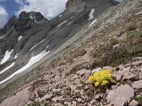 Draba aizoides ssp aizoides 37, Saxifraga-Willem van Kruijsbergen