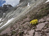 Draba aizoides ssp aizoides 38, Saxifraga-Willem van Kruijsbergen