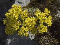 Draba aizoides ssp aizoides 4, Saxifraga-Jan van der Straaten