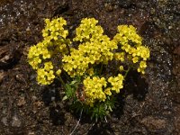 Draba aizoides ssp aizoides 40, Saxifraga-Harry Jans