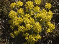 Draba aizoides ssp aizoides 5, Saxifraga-Jan van der Straaten