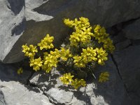 Draba aizoides ssp aizoides 8, Saxifraga-Jan van der Straaten