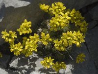 Draba aizoides ssp aizoides 9, Saxifraga-Jan van der Straaten