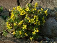 Draba aizoides 1, Saxifraga-Willem van Kruijsbergen