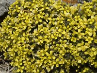 Draba aizoides 24, Saxifraga-Jan van der Straaten