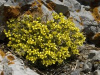 Draba aizoides 25, Saxifraga-Jan van der Straaten