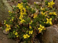 Draba aizoides 3, Saxifraga-Willem van Kruijsbergen