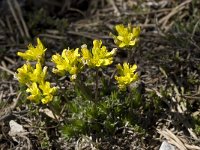 Draba aizoides ssp aizoides 13, Saxifraga-Willem van Kruijsbergen