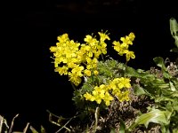 Draba aizoides ssp aizoides 19, Saxifraga-Willem van Kruijsbergen