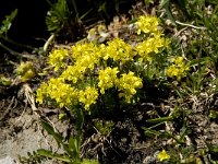 Draba aizoides ssp aizoides 20, Saxifraga-Willem van Kruijsbergen