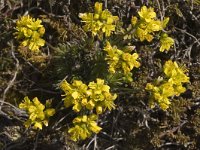 Draba aizoides ssp aizoides 7, Saxifraga-Jan van der Straaten