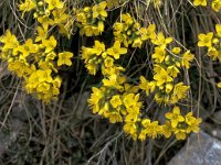 Draba athoa 2, Saxifraga-Jan van der Straaten