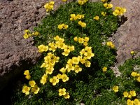 Draba bruniifolia