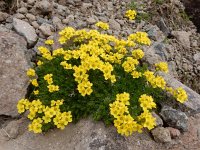 Draba bruniifolia 4, Saxifraga-Ed Stikvoort